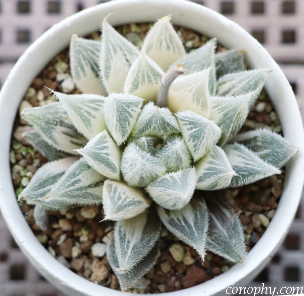 糊斑のハオルチア(白蛇伝・白銀の露など)の購入時の注意点/派手斑や全