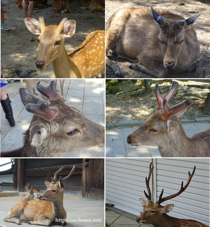 奈良公園の鹿の角は夏が一番かっこいい！ | わくわく奈良ガイド|奈良