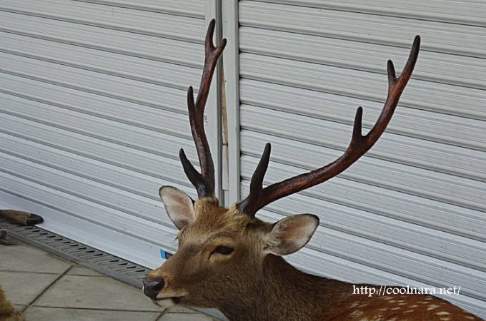 奈良公園の鹿の角は夏が一番かっこいい！ | わくわく奈良ガイド|奈良