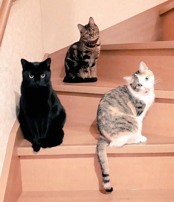 BUCK-TICK 櫻井敦司とくるみちゃんの部屋」#7：正解はくるみちゃんと