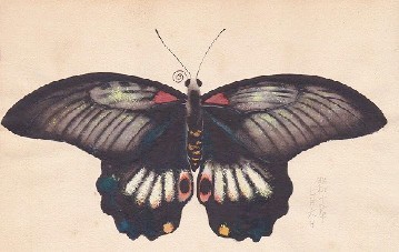 昭和初期に描かれた蝶画