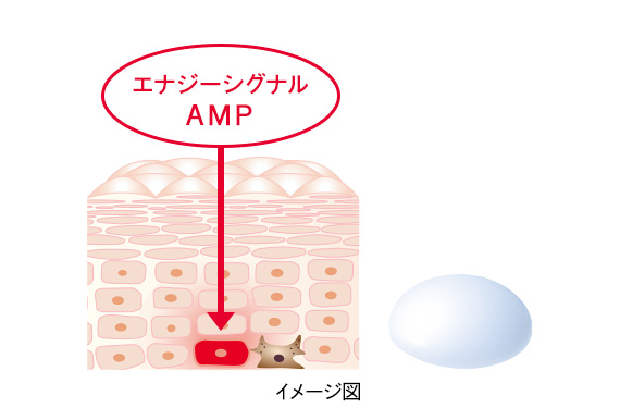 リジュブネイトエキス｜インナーシグナル｜大塚製薬のシミ対策美容液