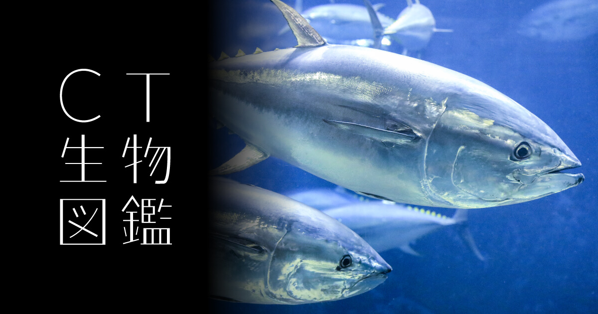 No.32 Bluefin tuna | CT生物図鑑