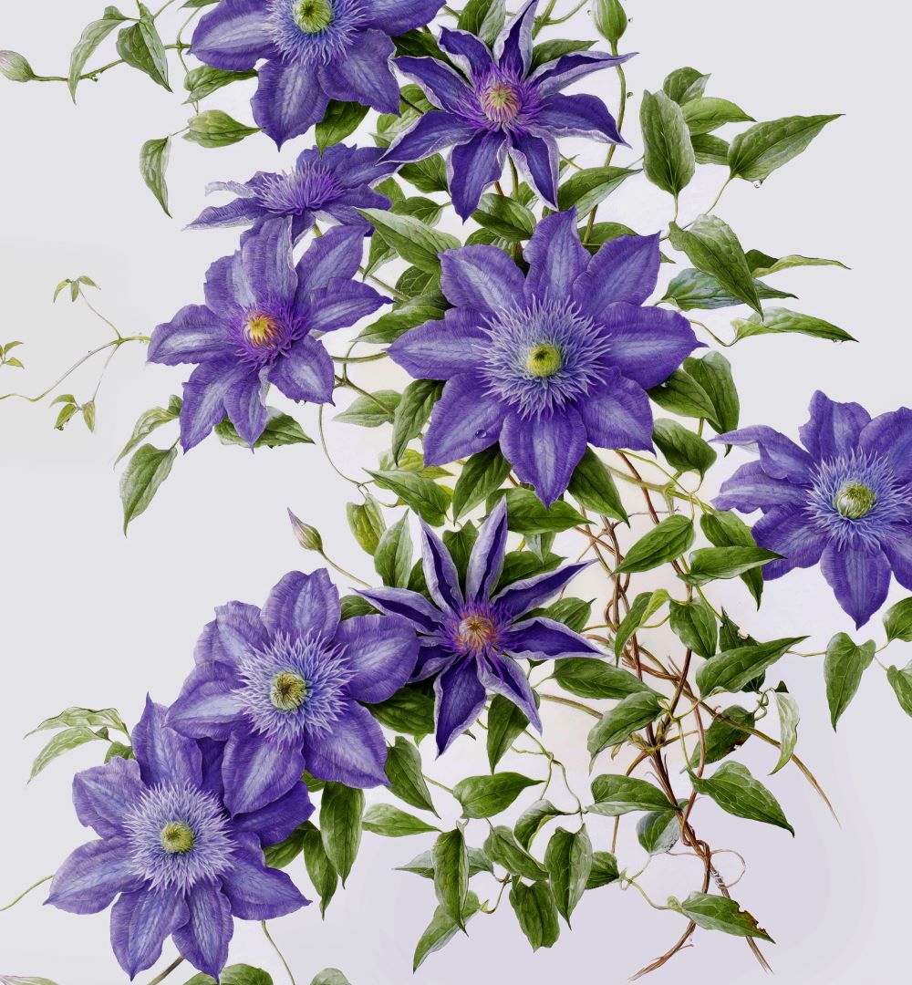 植物を描く ボタニカルアート｜ヨークカルチャーセンター上尾