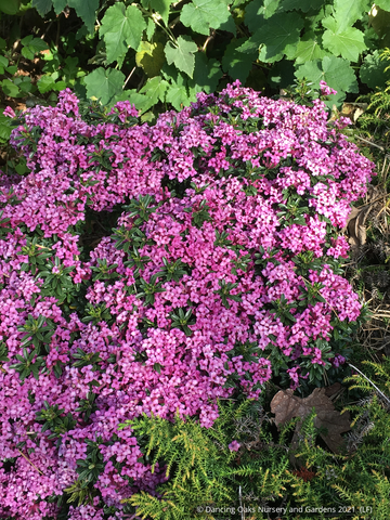Daphne x rollsdorfii 'Wilhelm Schacht' – Dancing Oaks Nursery and