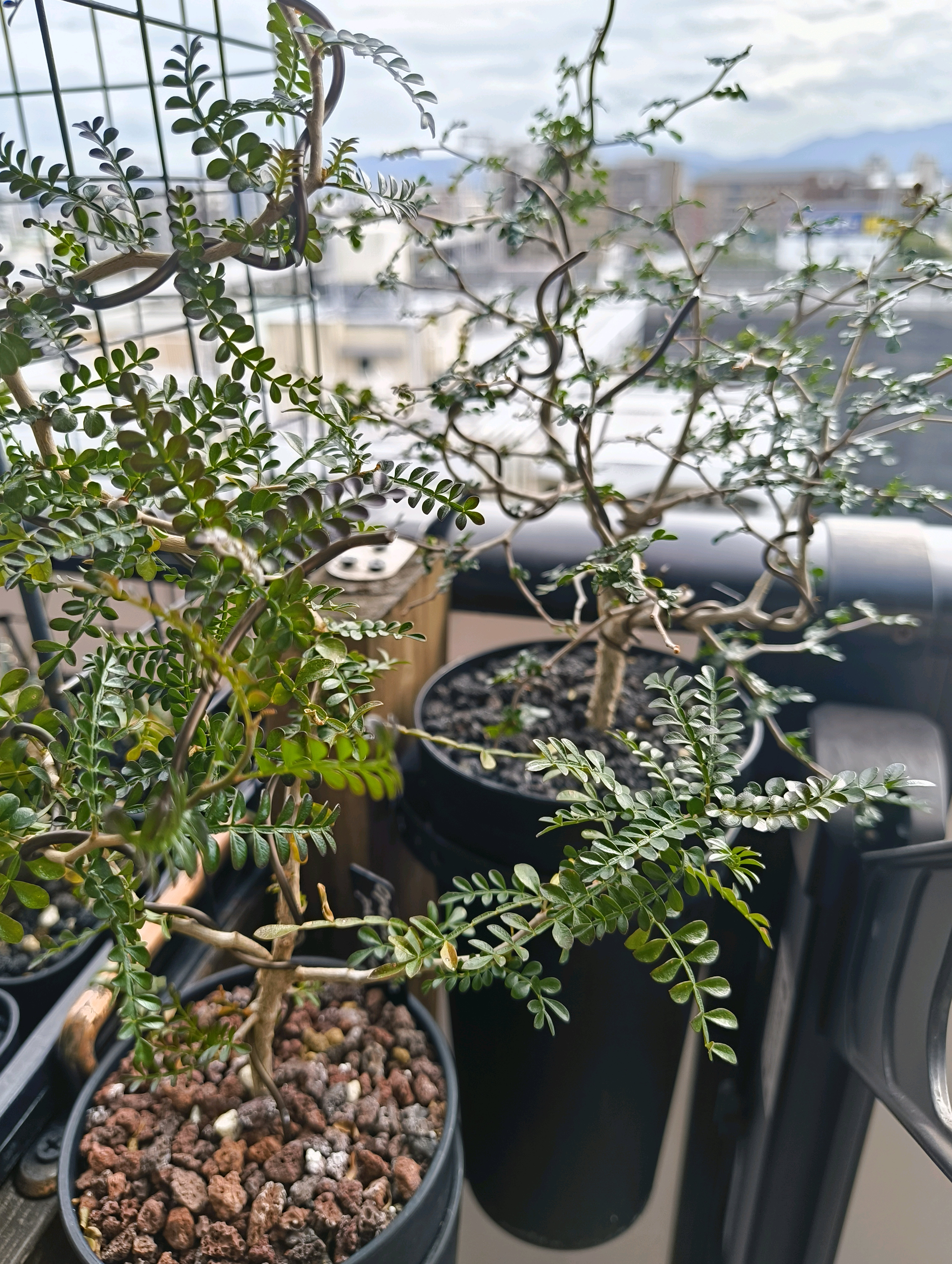 実生】オペルクリカリア・パキプス2023〜｜🍀GreenSnap（グリーン