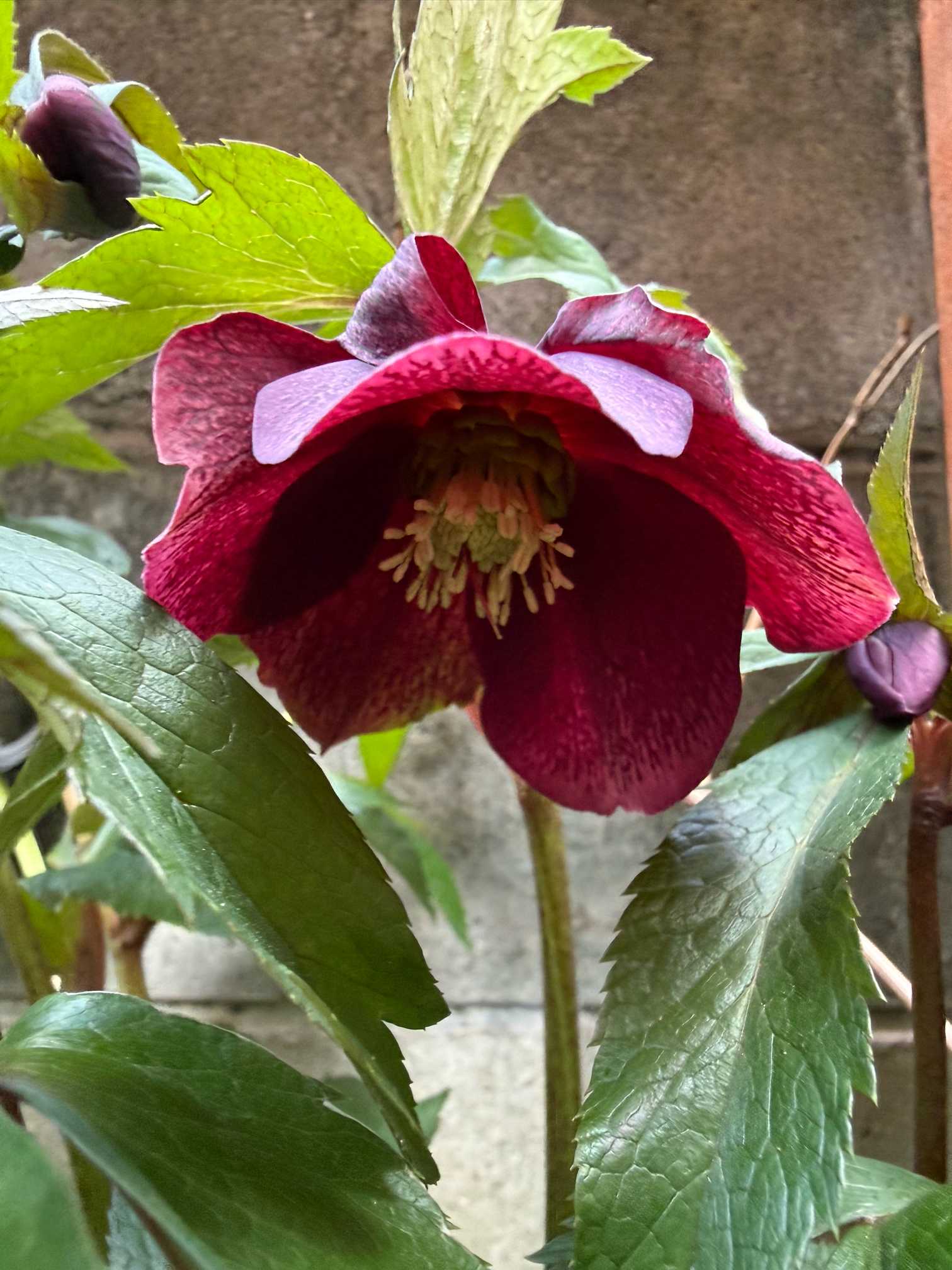 クリスマスローズ2026年の記録｜🍀GreenSnap（グリーンスナップ）