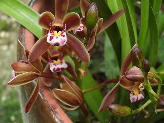 キンリョウヘン(蜜蜂蘭)とその育て方,(日本蜜蜂を誘引する東洋蘭)