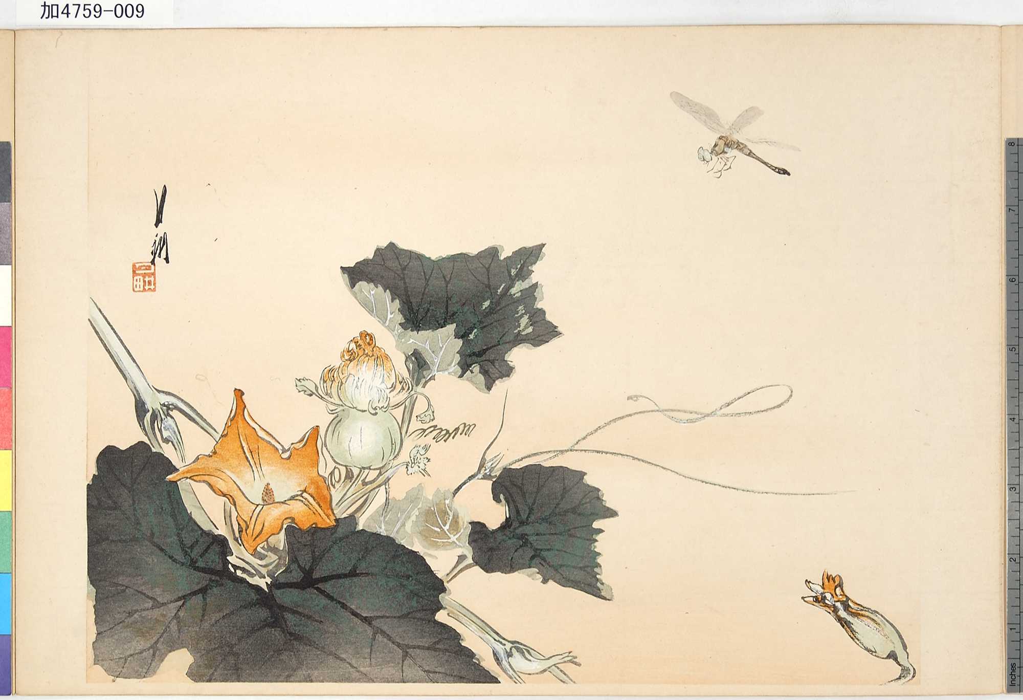 月耕による浮世絵「「[南瓜 蜻蛉]」」