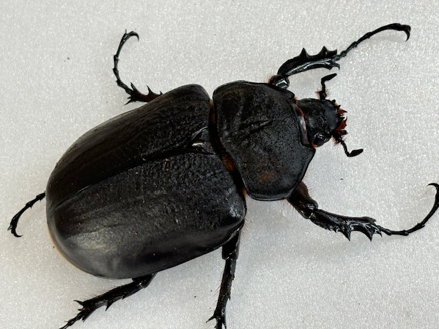 最重量BIG!レックス /ゾウカブト(アクティオン) 成虫 ♂100～120mmUP