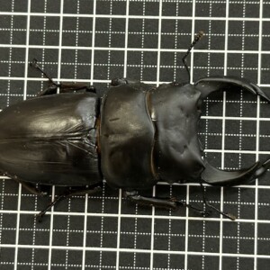 特大血統~ 能勢産オオクワガタ(能勢YG)♂75~86㎜upペア/♀単 2025年