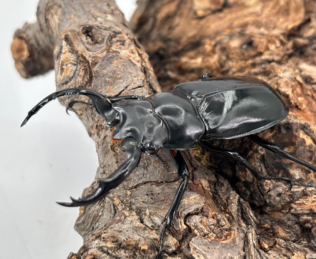 稀少/今季種親! ウエストウッディオオシカ♂62mm♀45mm クワガタ最高峰
