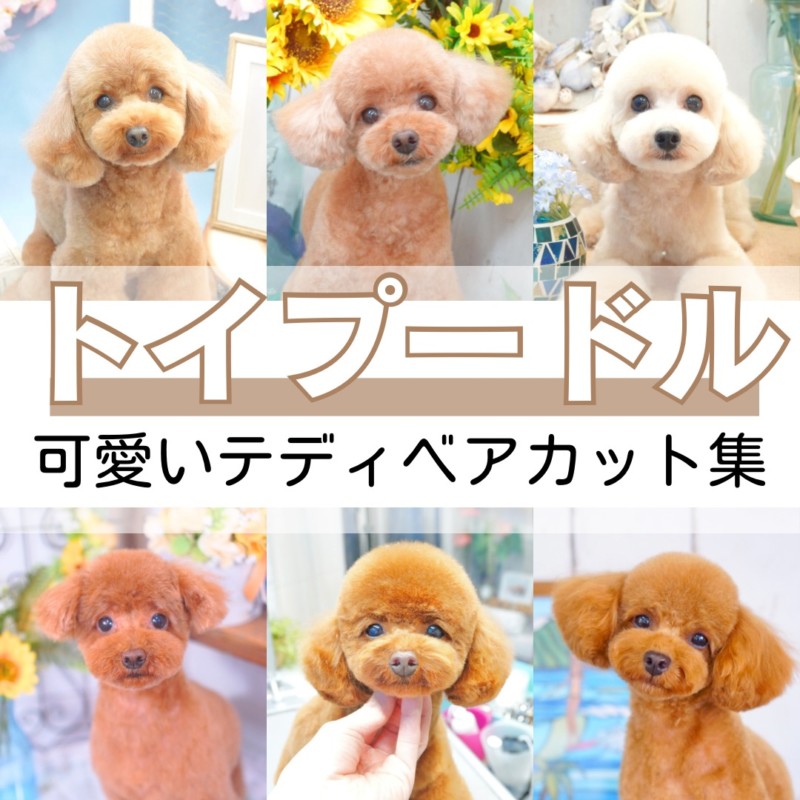 トイプードルのテディベアカット♡おすすめ人気スタイル - 大田区の