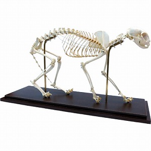 ネコの全身骨格標本, 可動型 (販売企業:日本スリービー・サイエンティ