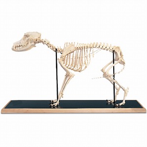 イヌの全身骨格標本 (販売企業:日本スリービー・サイエンティフィック