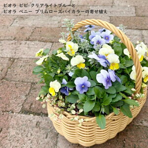 ビオラ ビビ クリアライトブルー 苗 3.5号鉢 の通販 価格297円 | DEWKER