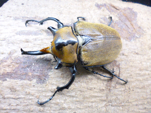 ☆特別価格☆新成虫☆ノゲイラゾウカブト☆新成虫ペア | Dorcusfarm