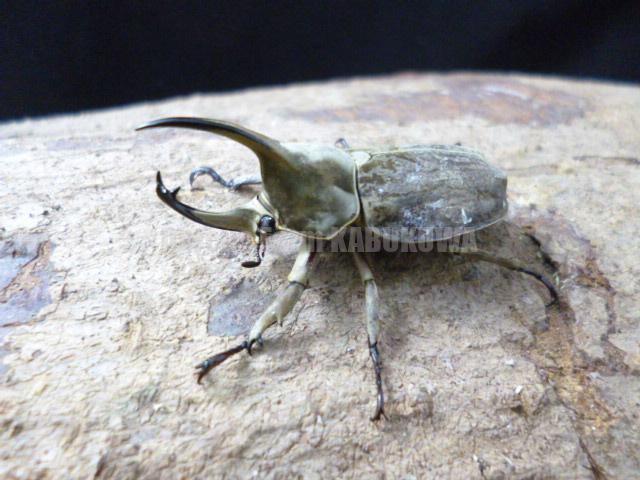 ☆天然☆グランディスヒナカブト | Dorcusfarm