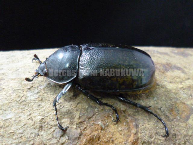 6/27新着☆メキシコ便☆送料無料☆天然☆モロンシロカブト | Dorcusfarm