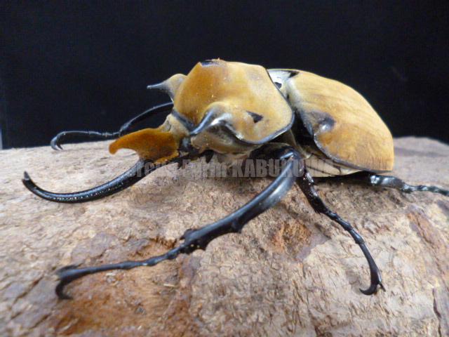 新成虫☆イイジマゾウカブト♂116mm♀72mmペア | Dorcusfarm