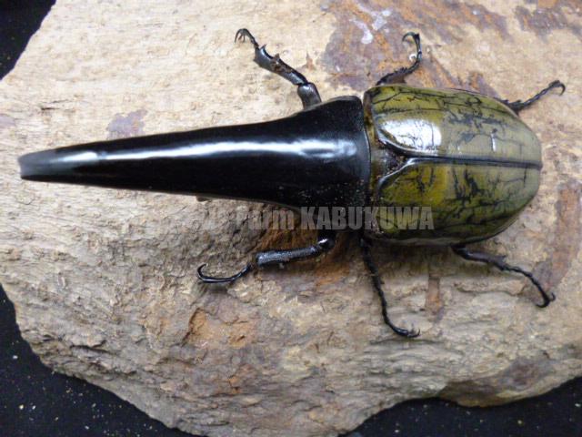 ☆極太極短血統☆超パチセラス☆ヘラクレスヘラクレス☆♂129mm♀62