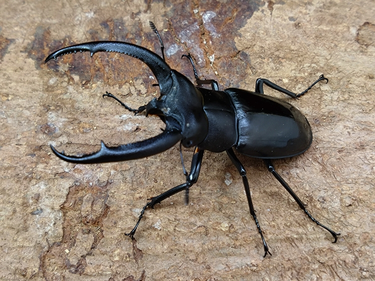 4/22新着☆天然☆スマトラ島産☆リノケロスフタマタ | Dorcusfarm