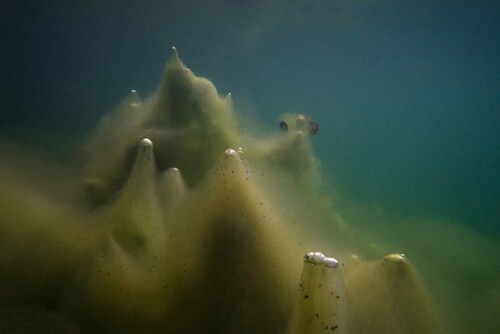 ハンス=クリスティアン・シンク - Hans-Christian SCHINK | shashasha