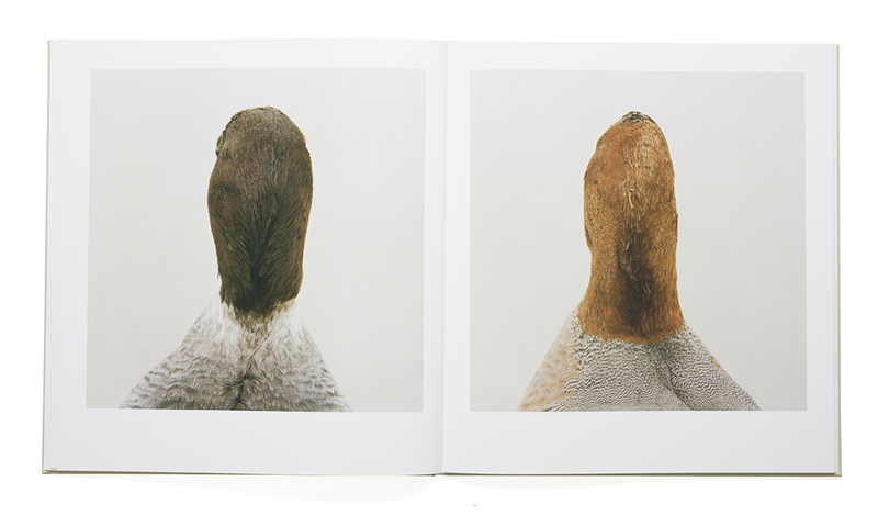 bird - Roni HORN | shashasha - Photography & art in books