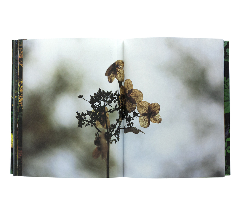 into the forest - 田淵三菜 | shashasha 写々者 - 写真集とアートブック