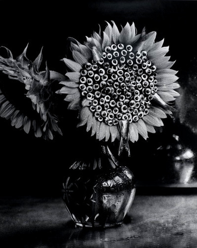 Michiko KON - 今道子 | shashasha - Photography & art in books