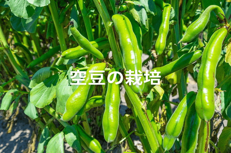空豆（そらまめ）の栽培方法】定植時期や施肥量は? プロ農家の栽培管理