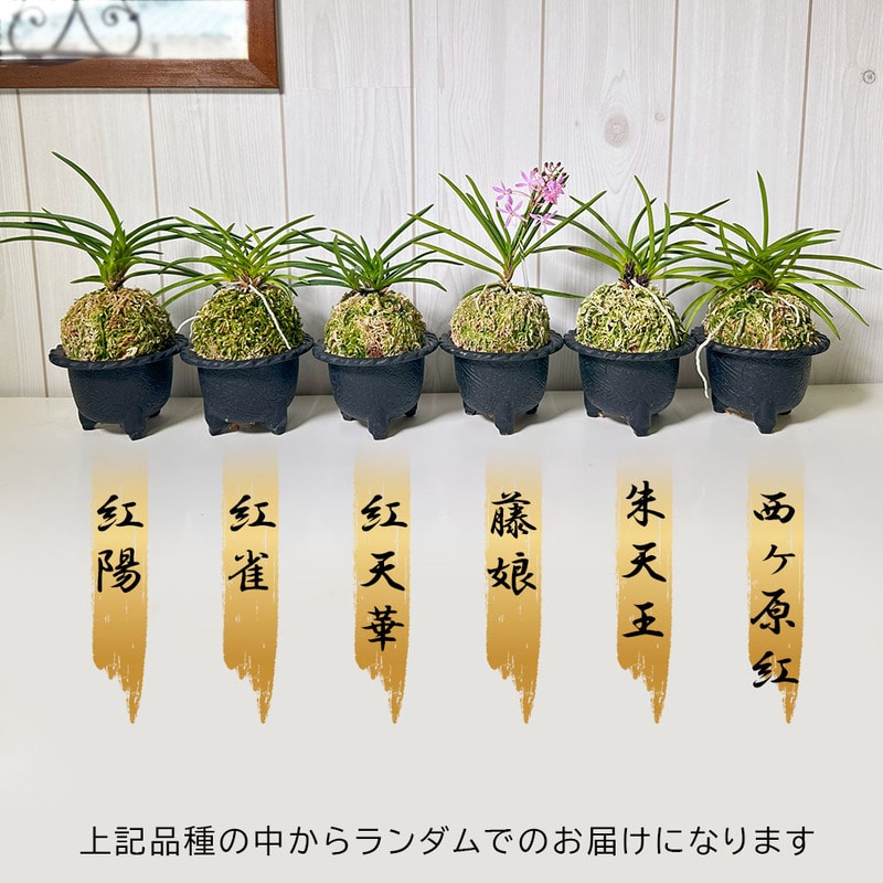 日本の蘭 富貴蘭（白丸陶器鉢）｜郵便局のネットショップ