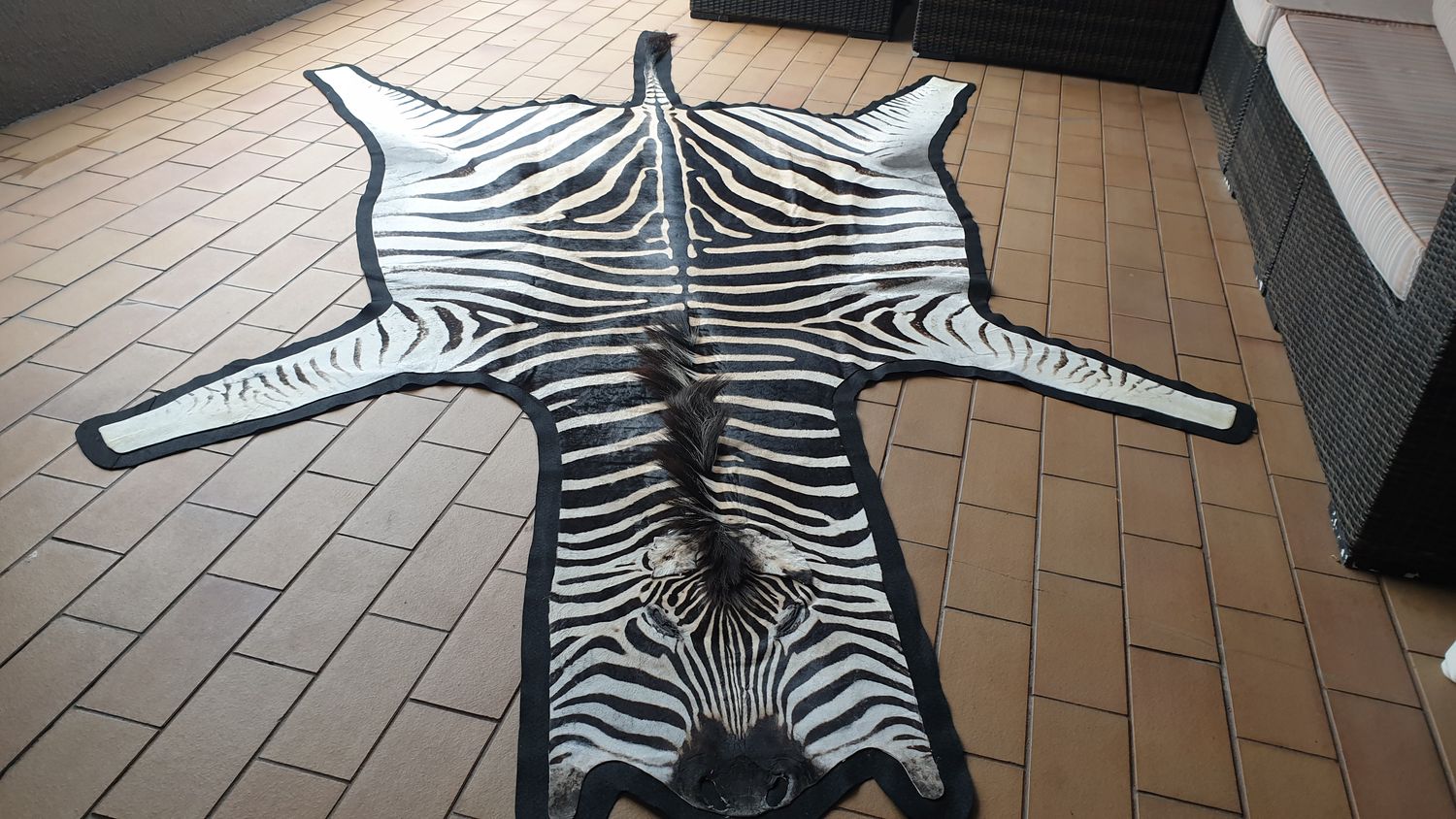 A+ Trophy Grade Zebra Hide 563 (L)