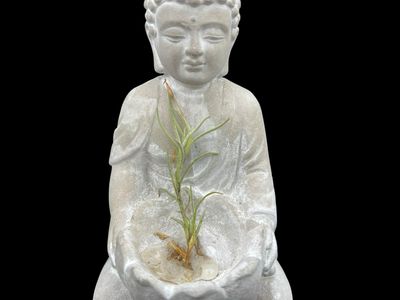 Tillandsia capillaris Type 4 - Miniature!