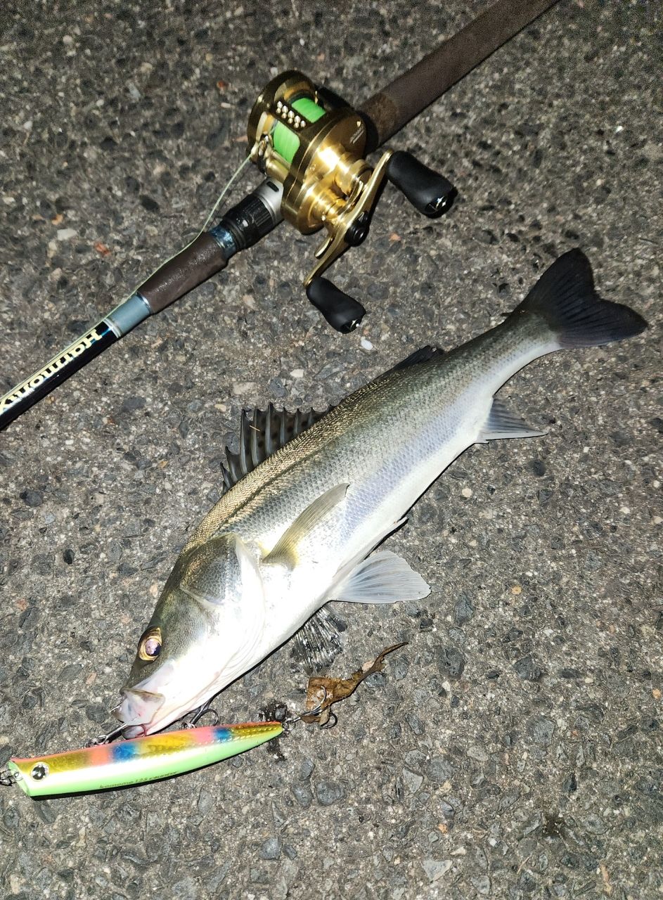 ロッド Harmonix Staccato Corona 89 MSC-HX TULALA | Ford every