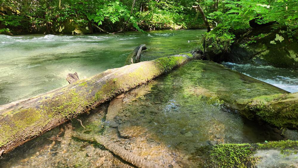 青森最強】奥入瀬渓流で往復24キロずっと水と並行して走れる致死量の