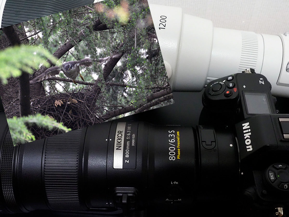 オオタカをきれいに捉えたのはどっち？ニコン「Z9＋800mm」VSキヤノン