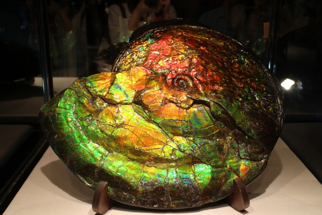 宝石図鑑 石言葉 アンモライト | differencee（ディファレンシー）公式