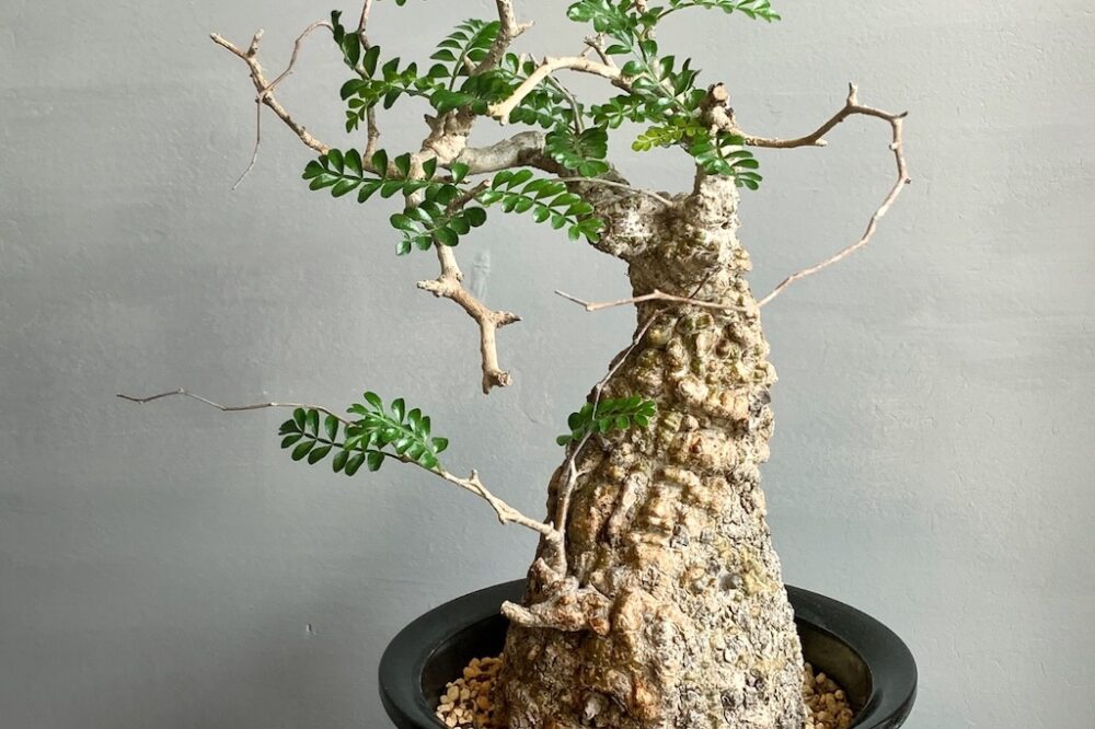 塊根植物の王様」と称される人気種「オペルクリカリア・パキプス