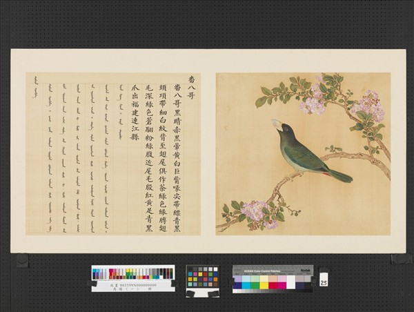 鳥譜（一） 冊鳳- 故宮
