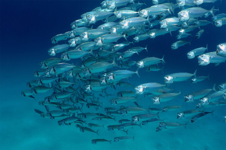 美味しい魚図鑑》 Vol.6 カレイヒラメとの見分け方は？ | Discover