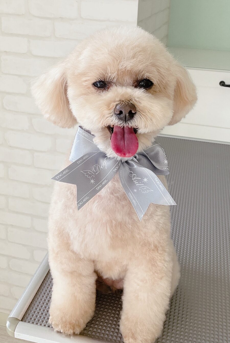 トイプードルの首かしげキュートなテディベア | 浜松市のトリミング