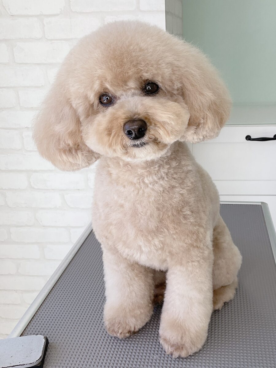 トイプードルのふわっふわキュートなテディベアカット | 浜松市の