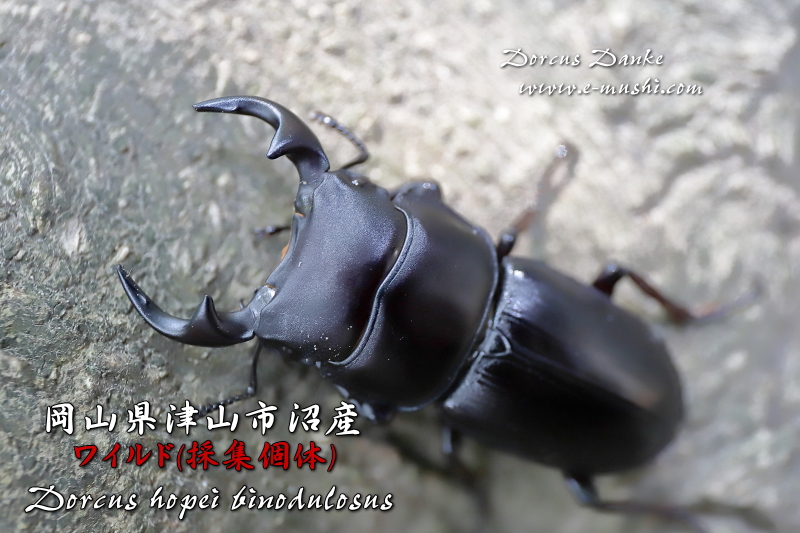 ☆2019年野外採集個体☆岡山県津山市沼産オオクワガタ