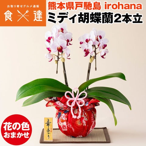 dショッピング |胡蝶蘭 ミディ 2本立 鉢植え 花の色おまかせ 熊本県産