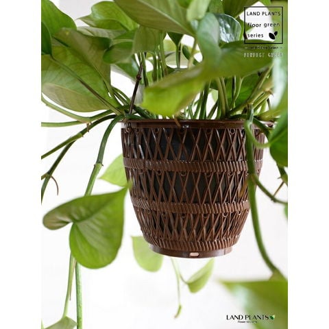 dショッピング |ポトス（パーフェクトグリーン） 5号 ハンギングポット