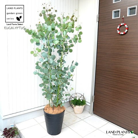 dショッピング |ユーカリ（ポポラス：丸葉） 黒色 10号 セラアート鉢