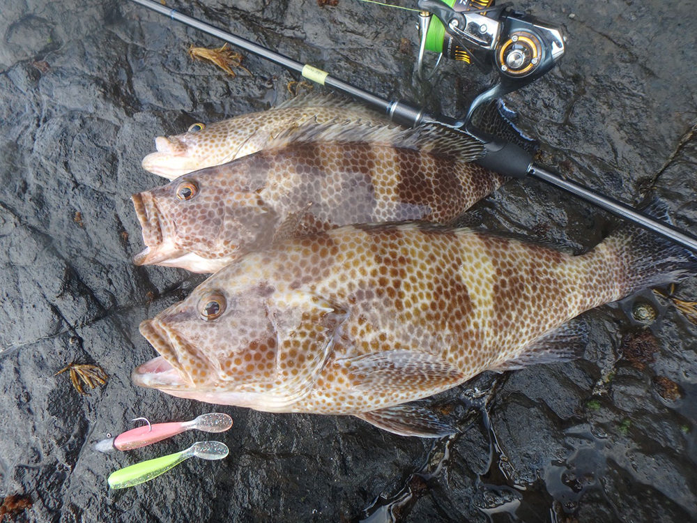 ドリームコンスリー88Hインプレッション（倉本啓二） – DreemUp