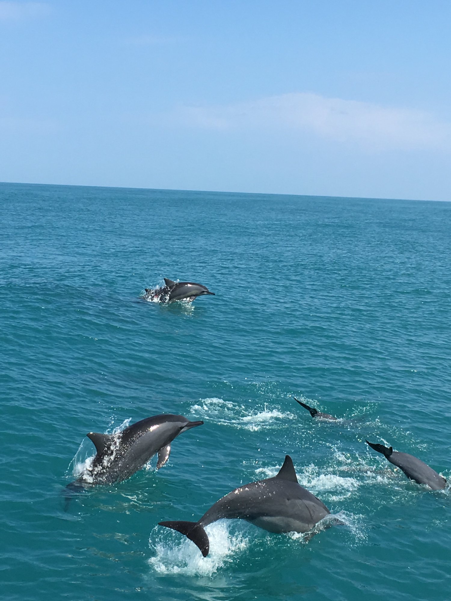 2026年 鯨世界賞鯨-賞鯨生態之旅 - 出発前に知っておくべきことすべて