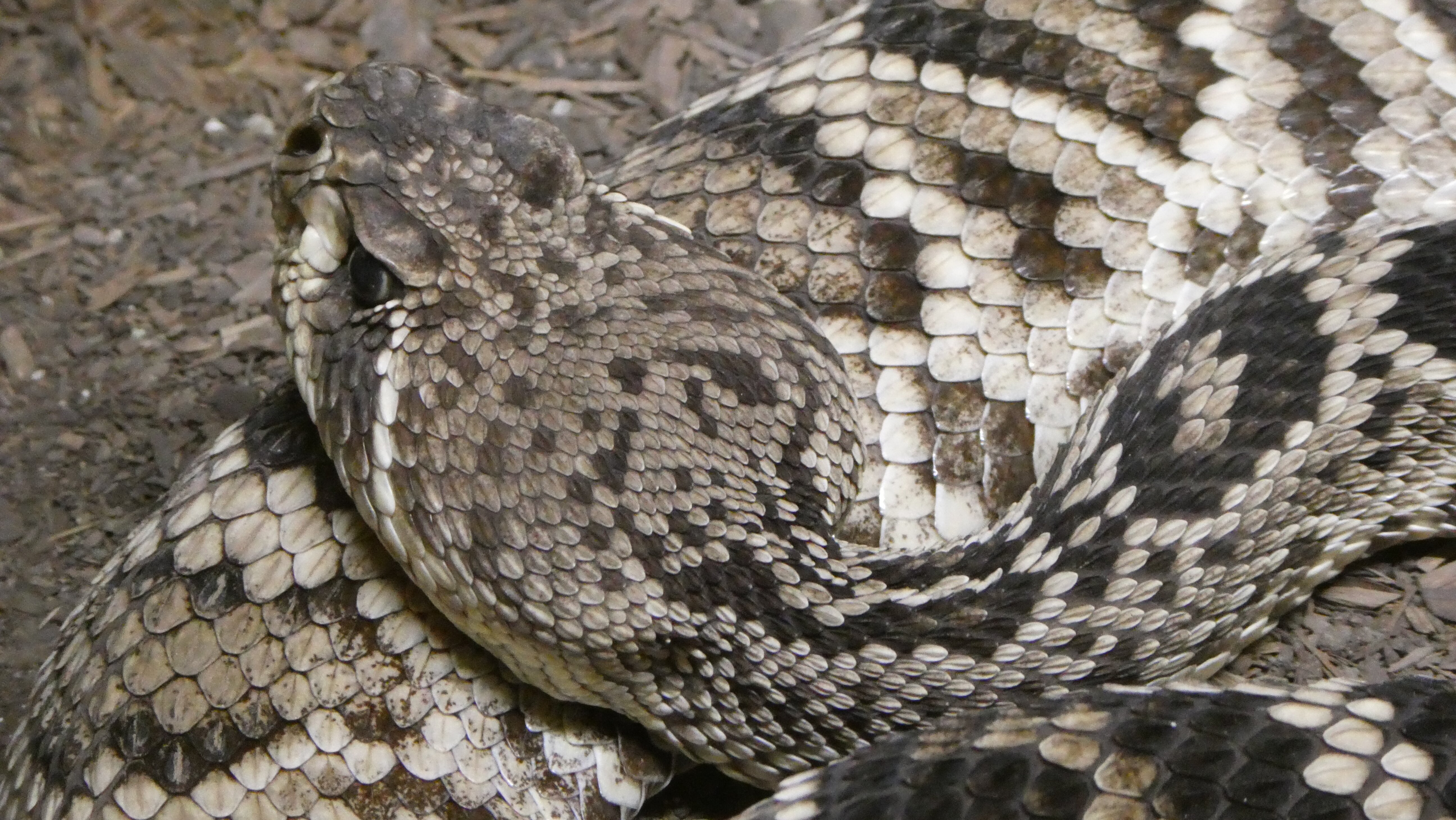 2026年 American International Rattlesnake Museum - 出発前に知って